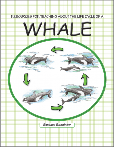 Whale Life Cycle - Simply Science