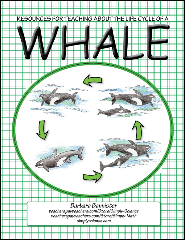 Whale Life Cycle - Simply Science